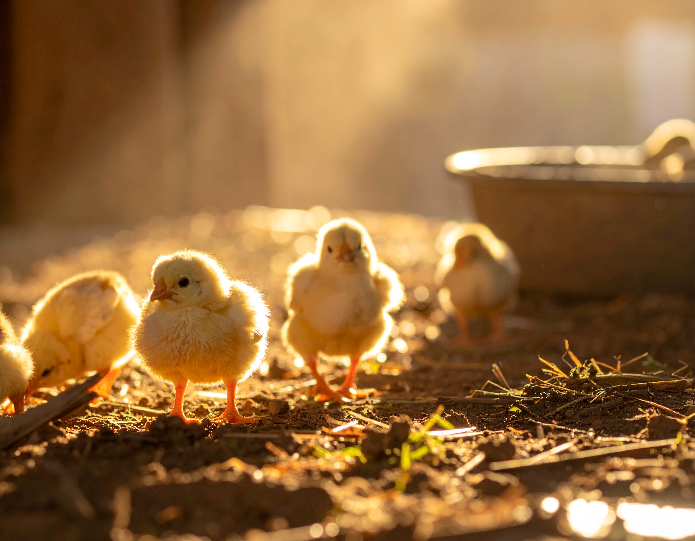 Young chicks